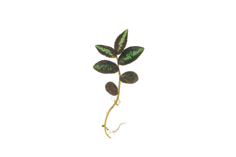Healthy Pellionia Repens terrarium plant with vibrant green foliage, displayed in a natural setting.
