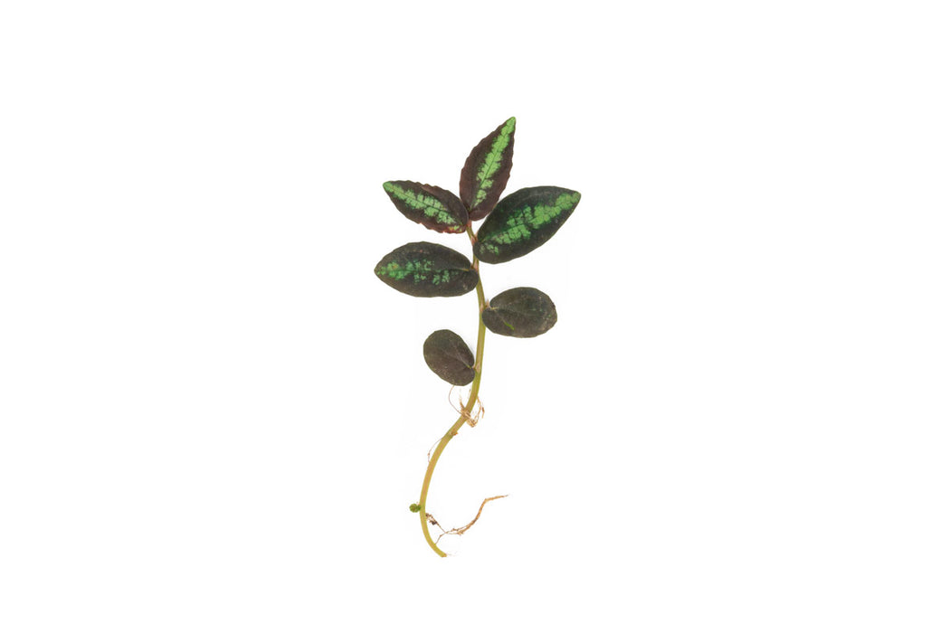 Green Pellionia Repens terrarium plant with vibrant, variegated leaves, displayed in a natural setting, by ACW.