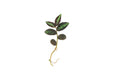 Green Pellionia Repens terrarium plant with vibrant, variegated leaves, displayed in a natural setting, by ACW.