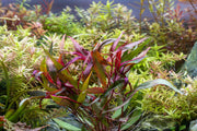 Persicaria Hydropiper Aquatic Plant - Buce Plant