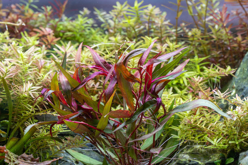 Persicaria Hydropiper Aquatic Plant - Buce Plant