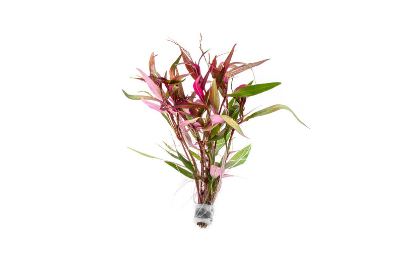 Persicaria Hydropiper Aquatic Plant - Buce Plant