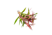 Persicaria Hydropiper Aquatic Plant - Buce Plant
