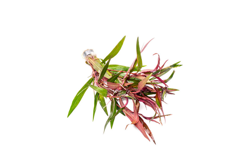 Persicaria Hydropiper Aquatic Plant - Buce Plant