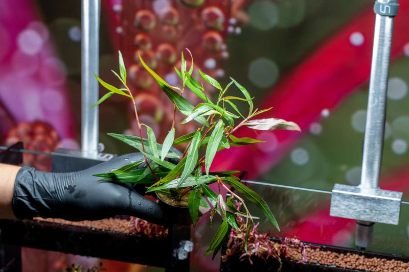 Persicaria Hydropiper Aquatic Plant - Buce Plant