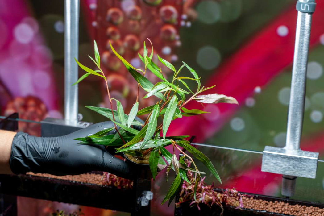 Persicaria Hydropiper