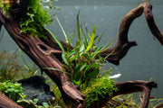 Healthy Persicaria Praetermissa aquatic plant from CPA, showcasing lush green leaves ideal for freshwater aquariums.