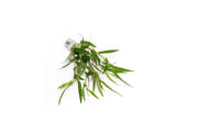 Healthy Persicaria Praetermissa aquatic plant from CPA with vibrant green leaves, ideal for freshwater aquariums.