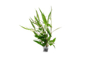 Healthy Persicaria Praetermissa aquatic plant from CPA with green leaves, suitable for freshwater aquariums.