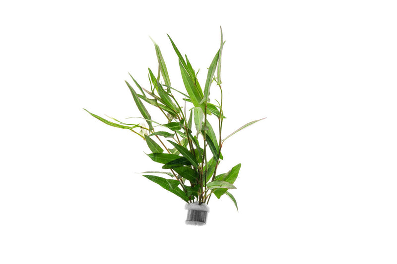 Healthy Persicaria Praetermissa aquatic plant from CPA with green leaves, suitable for freshwater aquariums.