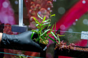 Persicaria Praetermissa aquatic plant from CPA with slender green stems and small leaves, suitable for freshwater aquariums.