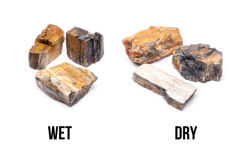 Close-up of a polished petrified wood stone showcasing rich wood grain patterns and natural mineral coloration.