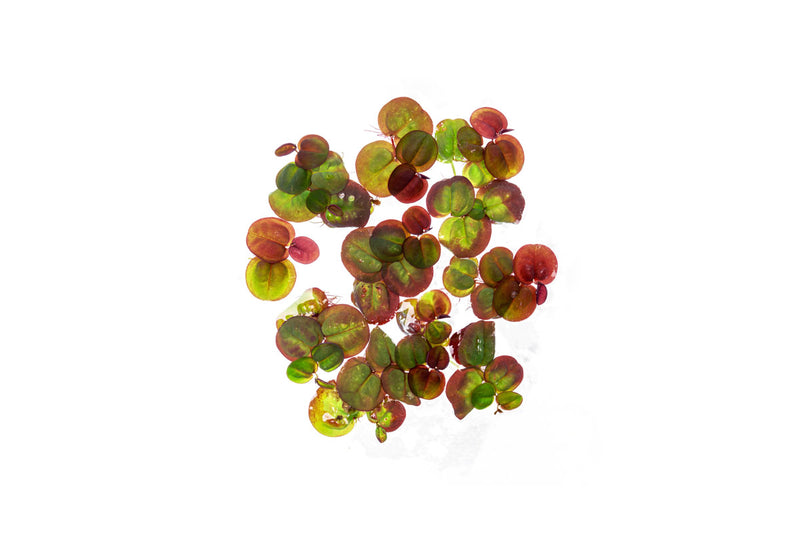 Red root floater aquatic plant, Phyllanthus Fluitans, with vibrant red leaves and floating roots, from ACW.