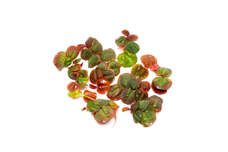 Red-root Phyllanthus Fluitans aquatic plant floating on water, vibrant red foliage, healthy and lush for freshwater aquariums.