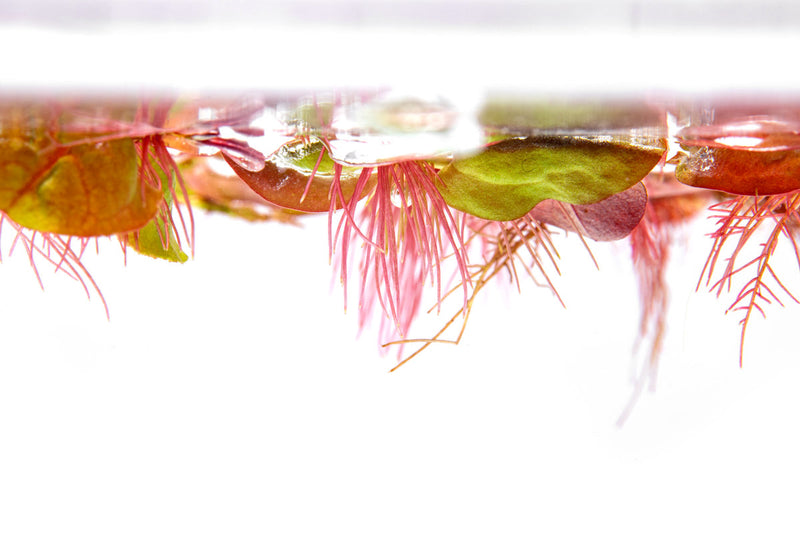 Red-rooted Phyllanthus Fluitans aquatic plant floating on water, vibrant red leaves, healthy growth, cultivated by ACW.