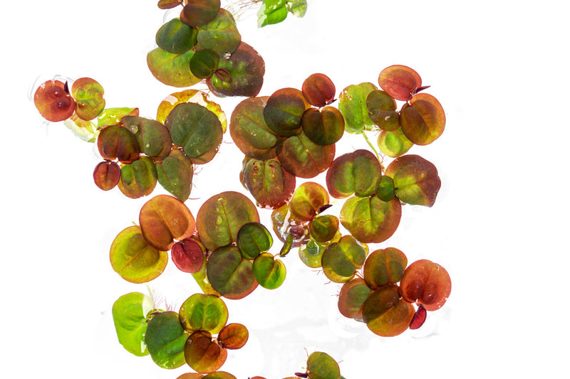 Red-rooted Phyllanthus Fluitans aquatic plant floating on water, vibrant red leaves, from ACW brand.