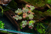 Red root floater aquatic plant from ACW, with vibrant red leaves and floating growth for freshwater aquariums.