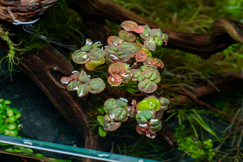 Red root floater aquatic plant from ACW, with vibrant red leaves and floating growth for freshwater aquariums.