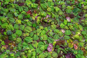 Red root floater aquatic plant, Phyllanthus Fluitans from ACW, showing vibrant red leaves and floating roots on water surface.