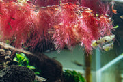 Red-root Phyllanthus Fluitans aquatic plant from ACW floating on water surface with vibrant red stems and green leaves.