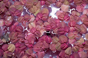 Red-rooted Phyllanthus Fluitans aquatic plant floating on water with vibrant red leaves, from ACW.