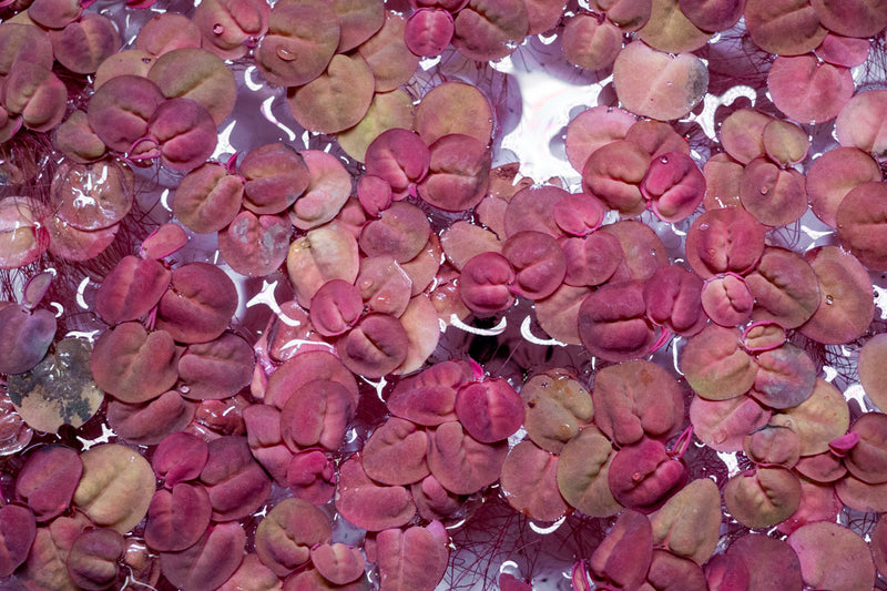 Red-rooted Phyllanthus Fluitans aquatic plant floating on water with vibrant red leaves, from ACW.