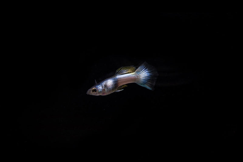 Pair of Pink Tuxedo Guppies from CT, showcasing vibrant pink and black coloration in a freshwater fish breeding setup.