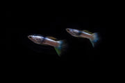 Pair of pink tuxedo guppies from CT, showcasing vibrant coloration and elegant fins in a clear aquatic setting.