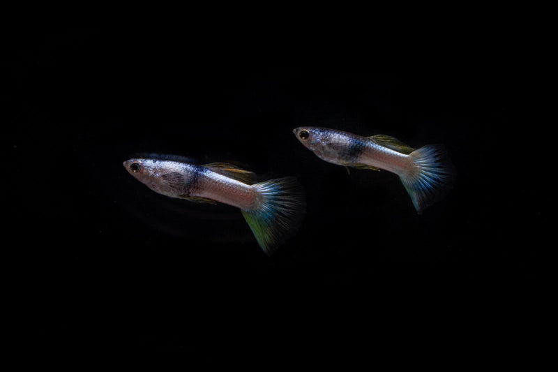 Pair of pink tuxedo guppies from CT, showcasing vibrant coloration and elegant fins in a clear aquatic setting.