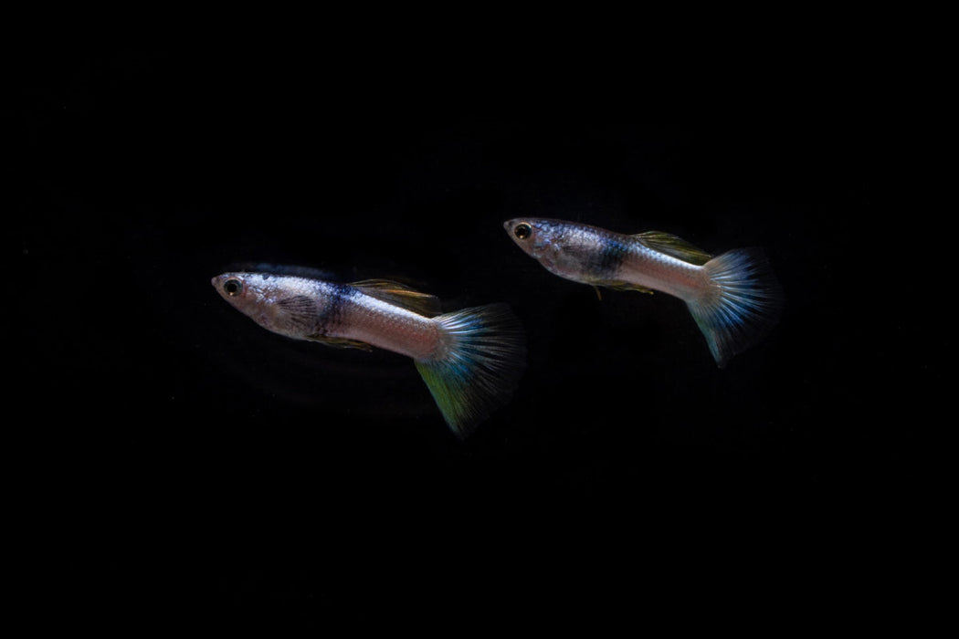 Pink Tuxedo Guppies - Breeding Pair
