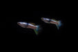 Pink Tuxedo Guppies - Breeding Pair