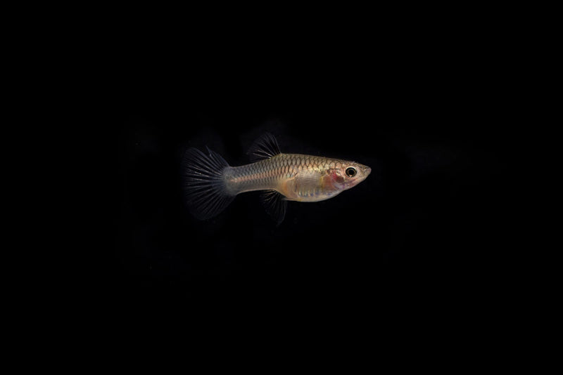 Pair of Pink Tuxedo Guppies from CT, showcasing vibrant pink and black markings in a freshwater aquarium setting.