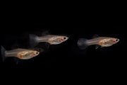 Pink Tuxedo Guppies breeding pair swimming in a clear aquarium, showcasing vibrant pink and black tuxedo markings.