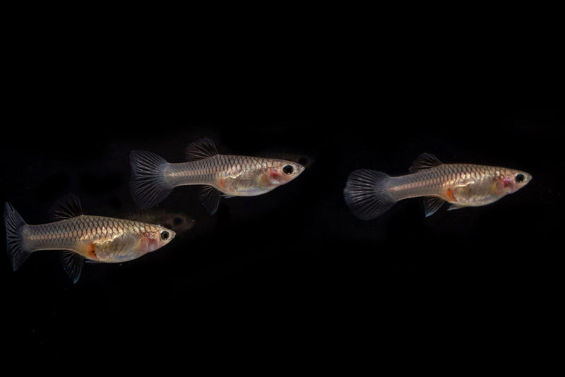 Pink Tuxedo Guppies breeding pair swimming in a clear aquarium, showcasing vibrant pink and black tuxedo markings.