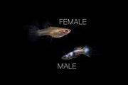 Pair of pink tuxedo guppies, breeding fish from CT brand, showcasing vibrant pink and black coloration in a freshwater aquarium setup.