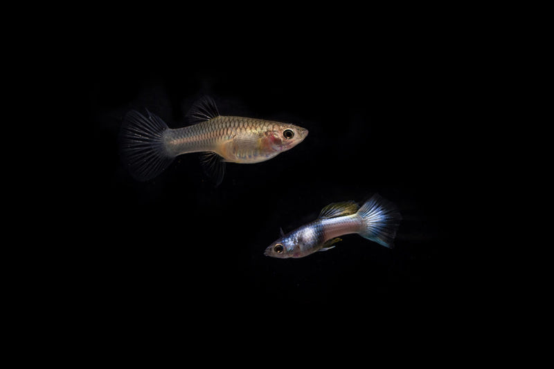 Pair of Pink Tuxedo Guppies from CT, showcasing vibrant pink coloration and elegant black tuxedo markings in a freshwater aquarium setting.
