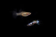 Pink Tuxedo Guppies - Breeding Pair