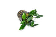 Piptospatha Ridleyi Aquatic Plant - Buce Plant