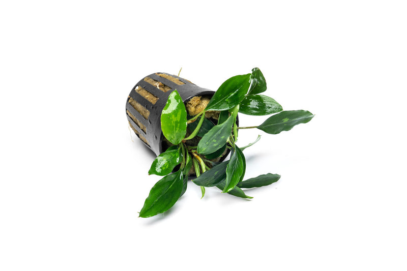 Piptospatha Ridleyi Aquatic Plant - Buce Plant