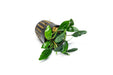 Healthy Piptospatha Ridleyi aquatic plant from CPA with lush green leaves, ideal for freshwater aquariums.