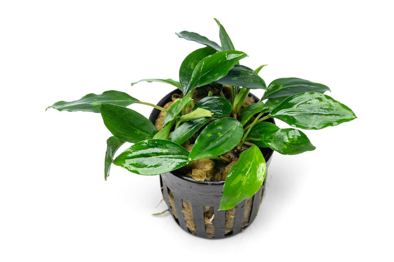 Piptospatha Ridleyi Aquatic Plant - Buce Plant
