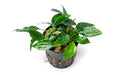 Healthy Piptospatha Ridleyi aquatic plant from CPA with lush green leaves, ideal for freshwater aquariums.