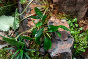 Piptospatha Ridleyi Aquatic Plant - Buce Plant