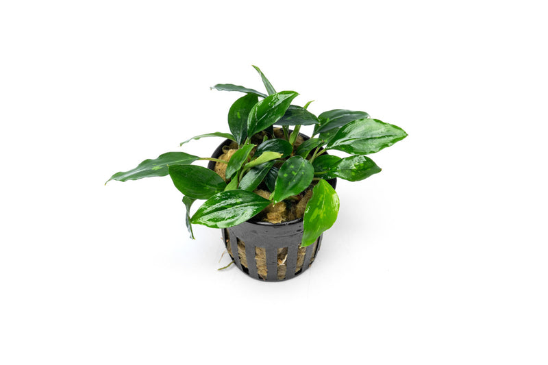Piptospatha Ridleyi Aquatic Plant - Buce Plant