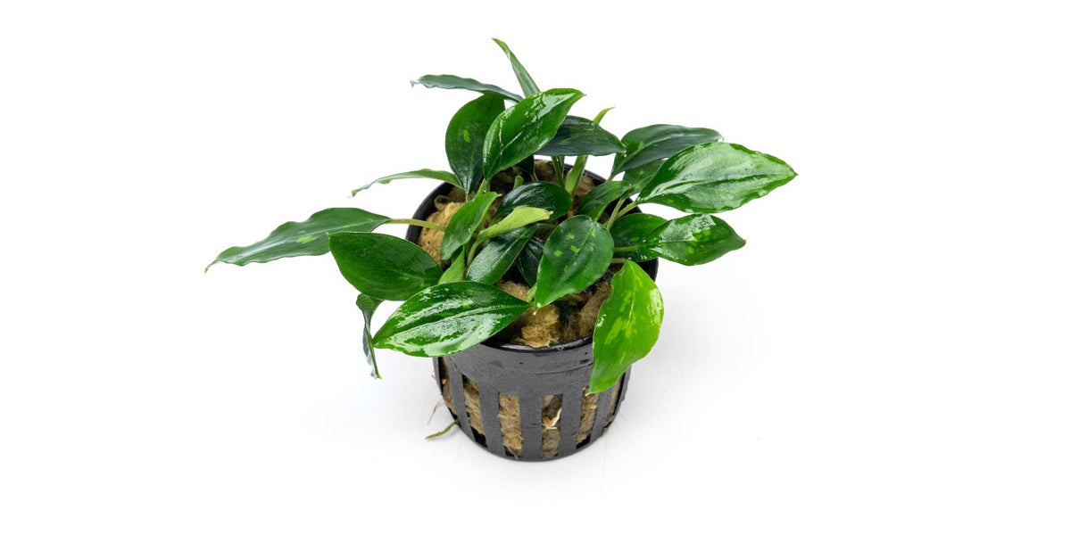 Piptospatha Ridleyi - Aquascaping Plant — Buce Plant