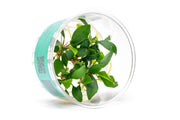 Piptospatha Ridleyi UNS Tissue Culture Aquatic Plant - Buce Plant