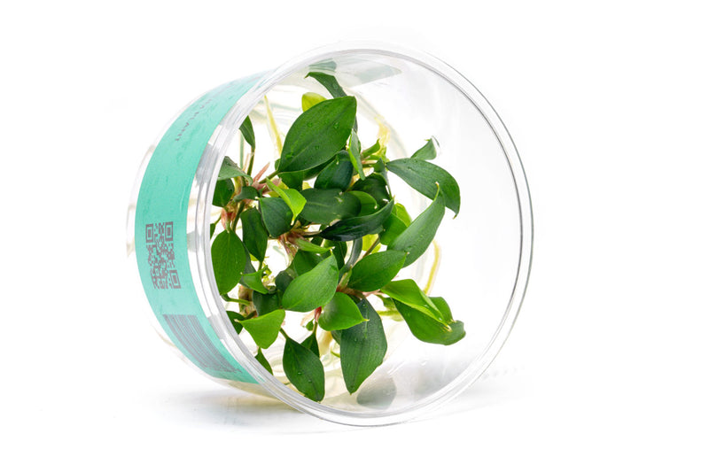 Piptospatha Ridleyi UNS Tissue Culture Aquatic Plant - Buce Plant