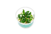 Piptospatha Ridleyi UNS Tissue Culture Aquatic Plant - Buce Plant