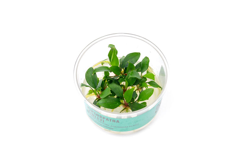 Piptospatha Ridleyi UNS Tissue Culture Aquatic Plant - Buce Plant