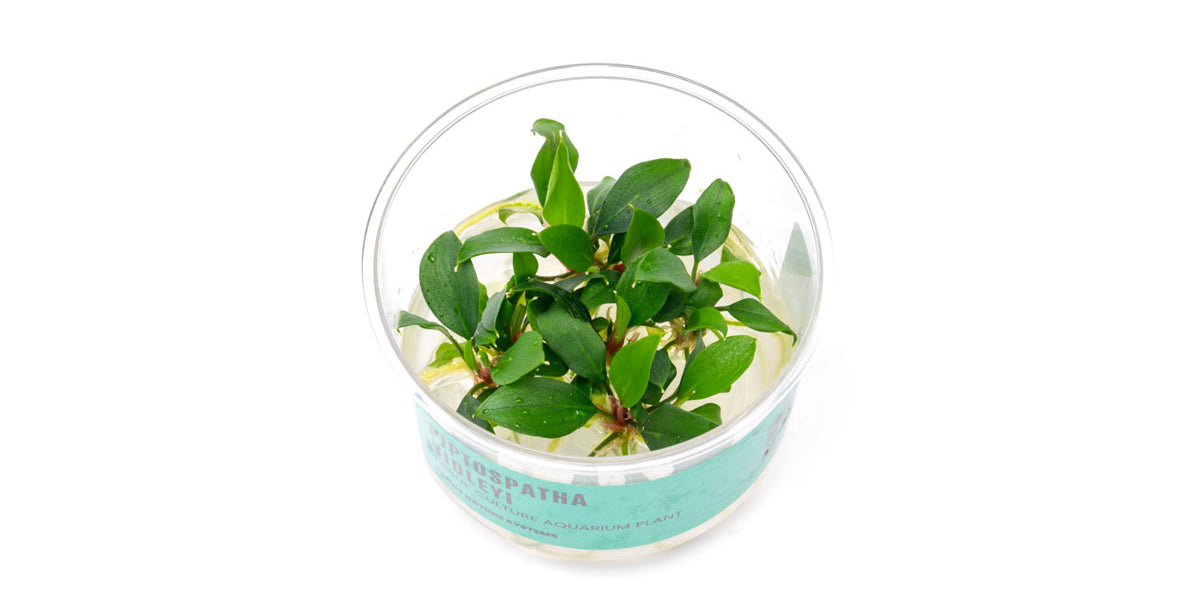 Piptospatha Ridleyi UNS Tissue Culture - Buce Plant Piptospatha Ridleyi UNS Tissue Culture - Buce Plant